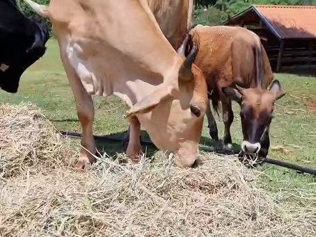 SANTUÁRIO DE ANIMAIS DO BRUM