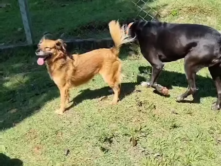 SANTUÁRIO DE ANIMAIS DO BRUM