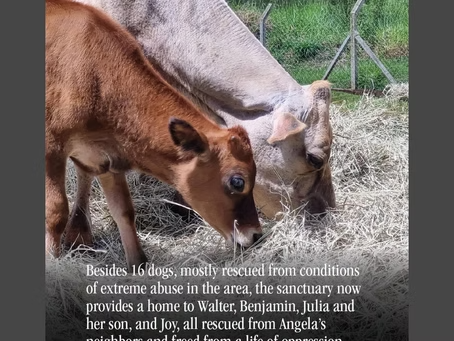 SANTUÁRIO DE ANIMAIS DO BRUM