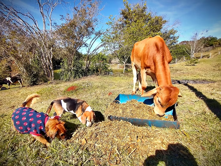SANTUÁRIO DE ANIMAIS DO BRUM