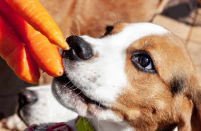 VOLUNTARIADO SANTUARIO BRUM